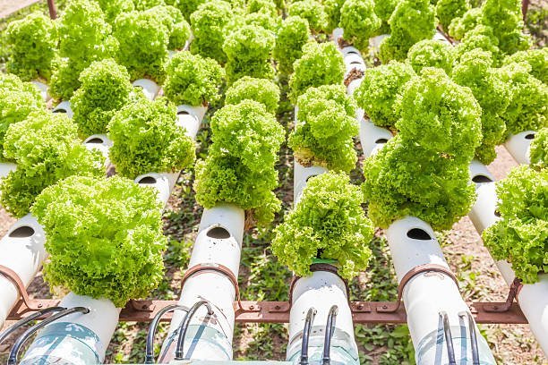 How Smart Gardening Systems Reduce Waste